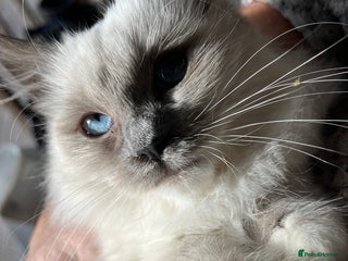 Ragdoll cats Gorgeous Tica mink ragdoll kittens ready now - Advert 9