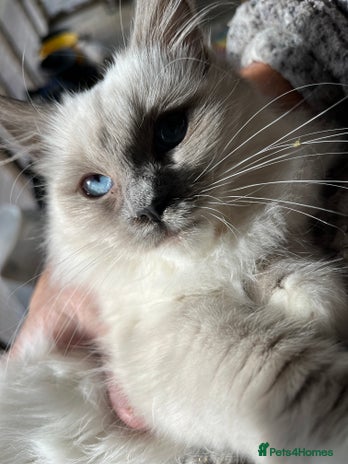 Ragdoll cats Gorgeous Tica mink ragdoll kittens ready now - Advert 16