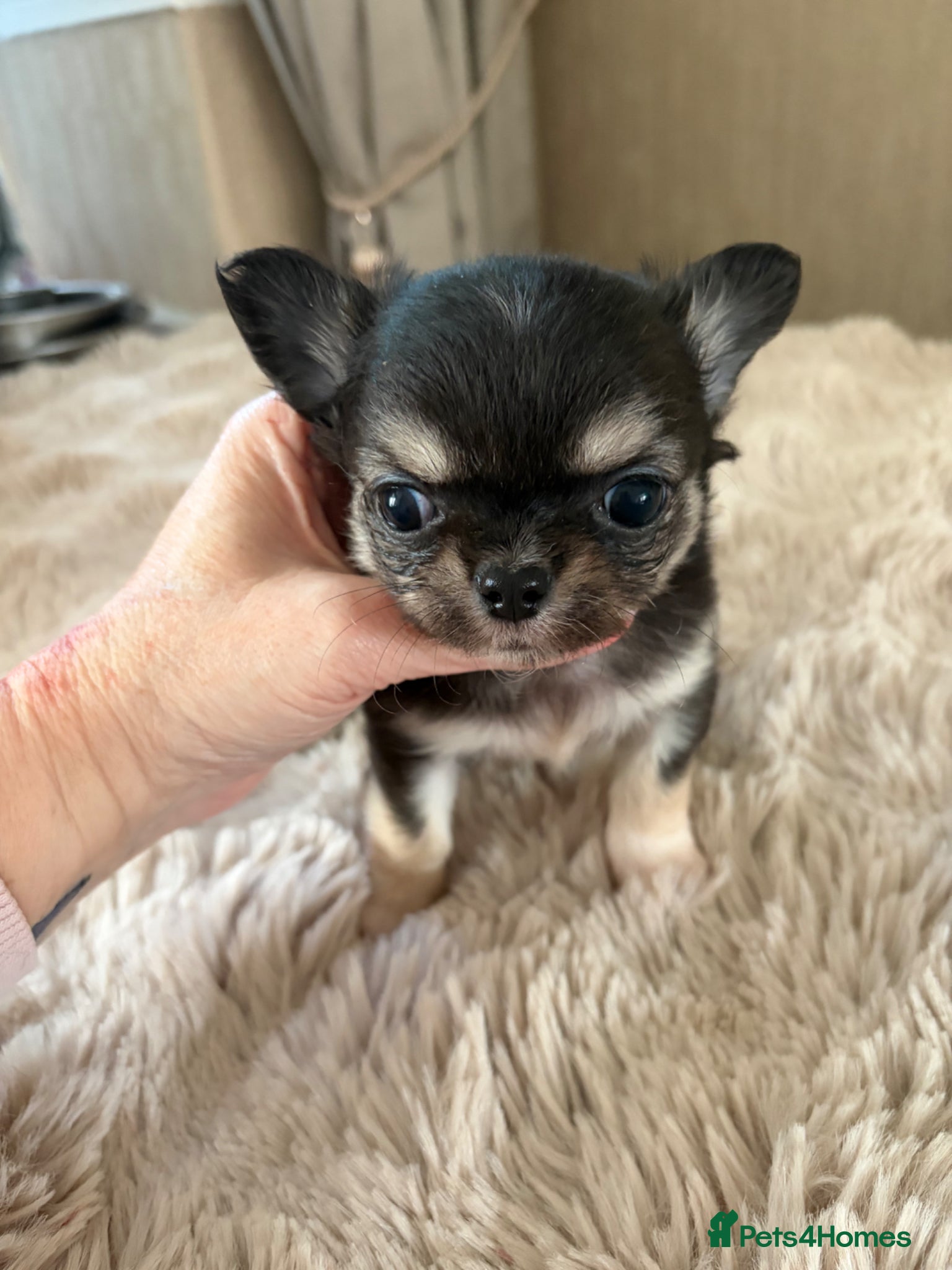 Chihuahua dogs Long and smooth chihuahua puppies  - Advert 4