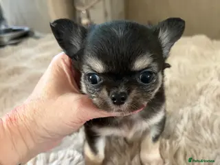 Chihuahua dogs Long and smooth chihuahua puppies - Advert 4