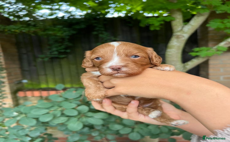 Cavapoo dogs - Advert 1