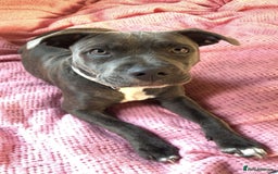 Mixed Breed dogs for sale: Beautiful blue staffy cross - Advert 5