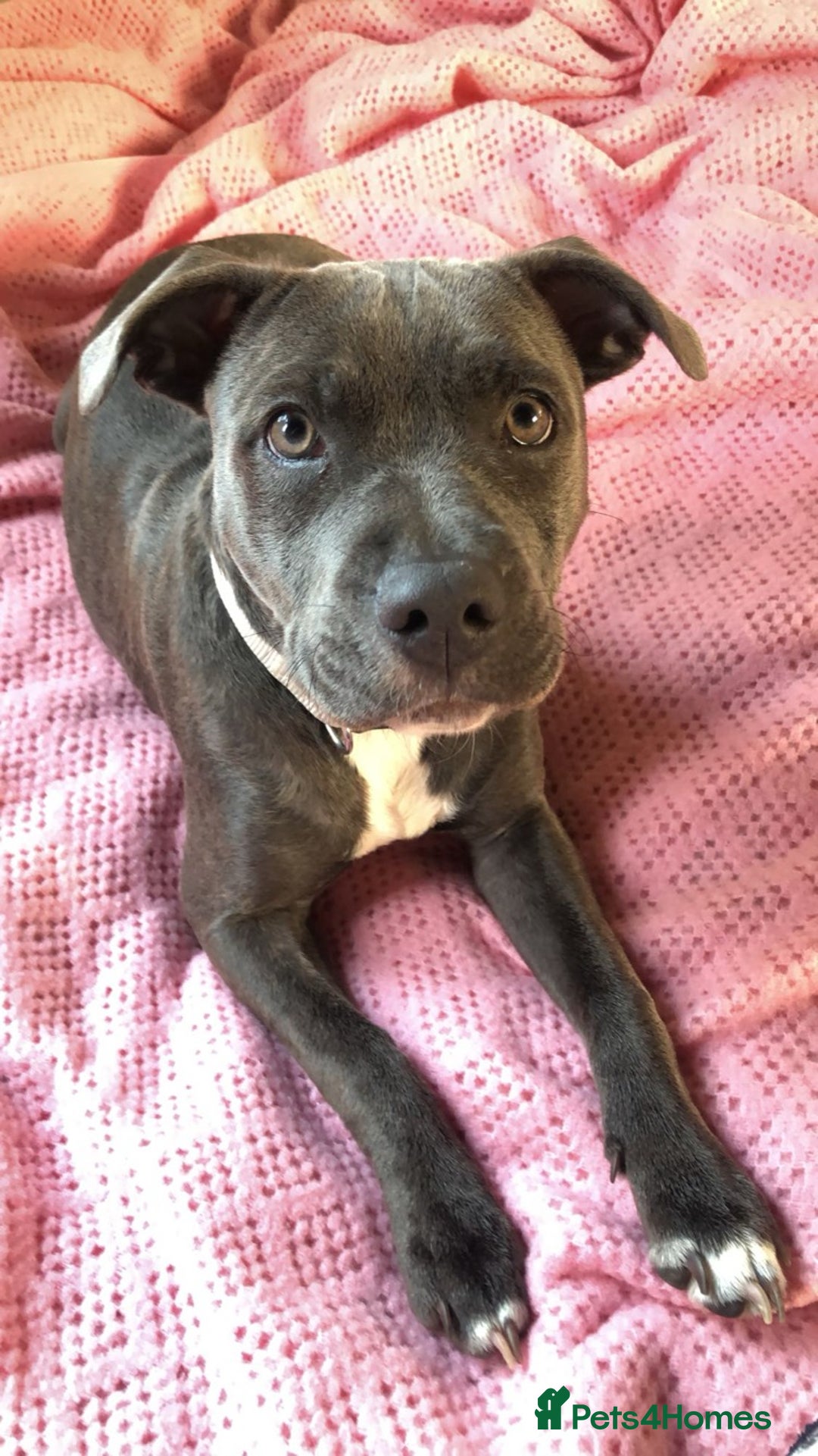 Mixed Breed dogs for sale: Beautiful blue staffy cross - Advert 5