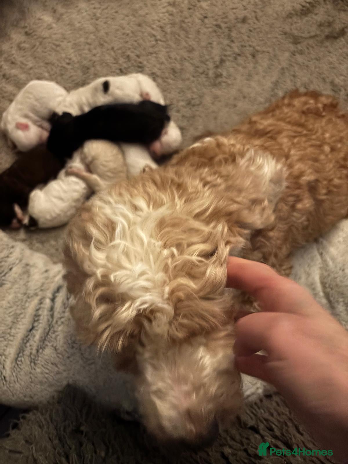 Cockapoo dogs 💙1 Boy COCKERPOO💙(Girls sold) in Cheshire*💛🏡 - Advert 7