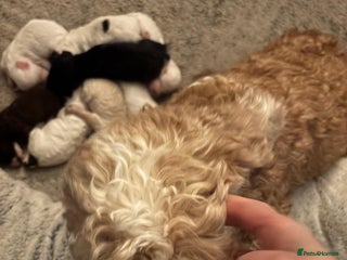 Cockapoo dogs 💙1 Boy COCKERPOO💙(Girls sold) in Cheshire*💛🏡 - Advert 7