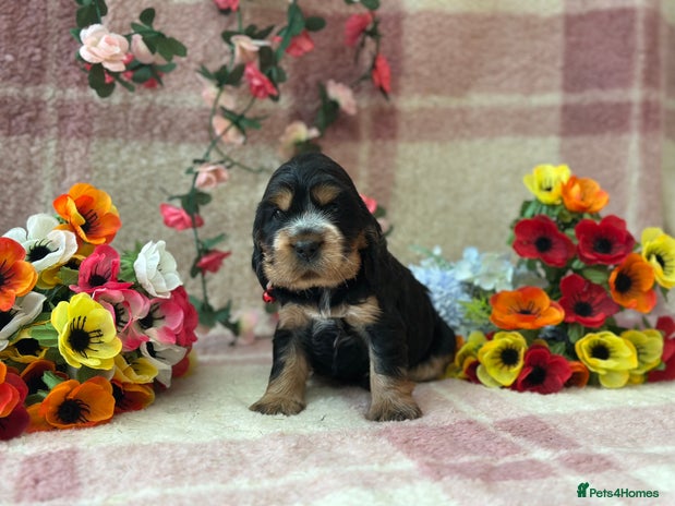 Cocker Spaniel dogs - Advert 2