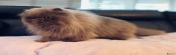 Persian cats for sale: Beautiful girl Pure Persian cat - Advert 2