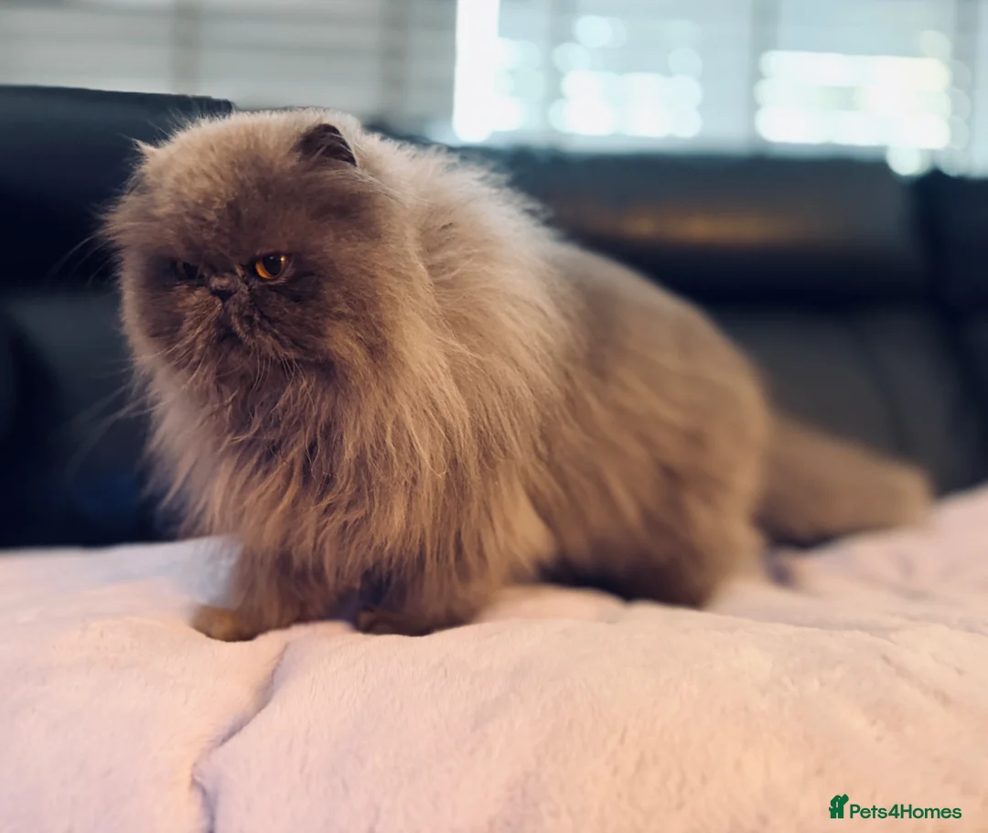 Persian cats for sale: Beautiful girl Pure Persian cat - Advert 2