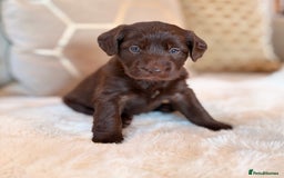 Labradoodle dogs for sale: ** RARE SILVER , CHOC & EBONY F1 LABRADOODLE PUPS  - Image 6