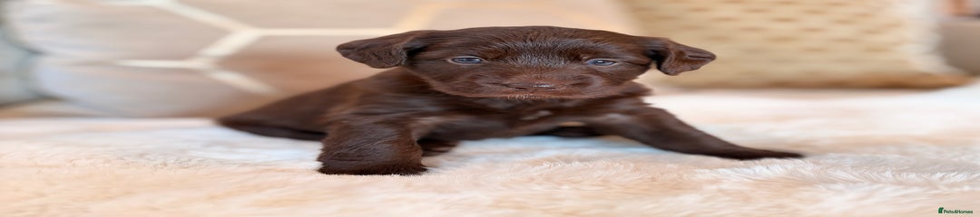 Labradoodle Puppy 4