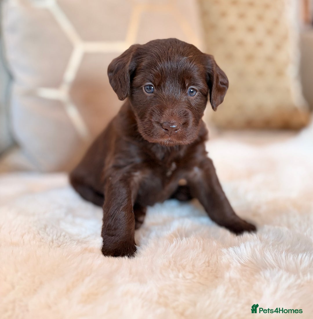 Labradoodle dogs for sale: ** RARE SILVER , CHOC & EBONY F1 LABRADOODLE PUPS  - Image 6