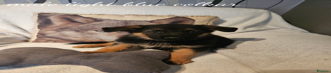 German Shepherd Puppy 3