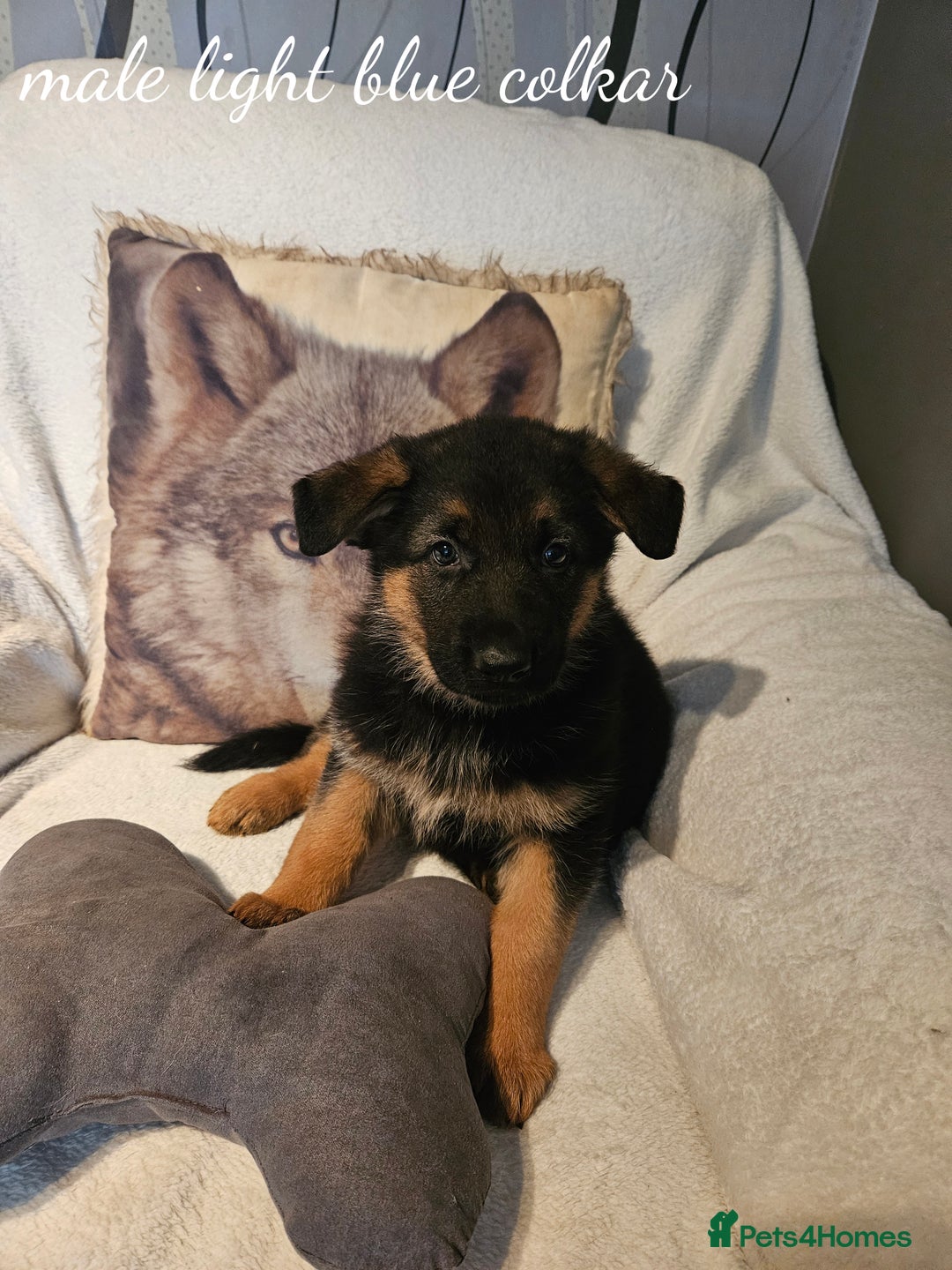 German Shepherd dogs for sale: GLENCONNER GERMAN SHEPHERDS  - Image 3