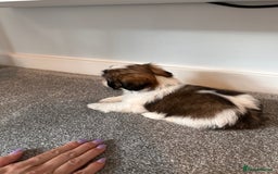 Shih Tzu dogs for sale: 5 gorgeous Shih Tzu puppies - Image 2