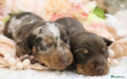 Miniature Dachshund dogs for sale: KC Miniature Dachshund Puppies - Image 11