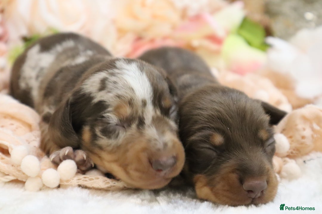 Miniature Dachshund dogs for sale: KC Miniature Dachshund Puppies - Image 11