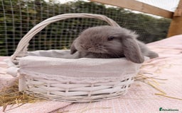 Mini Lop rabbits for sale: Pure mini lops, otters, grey, blue - Advert 9
