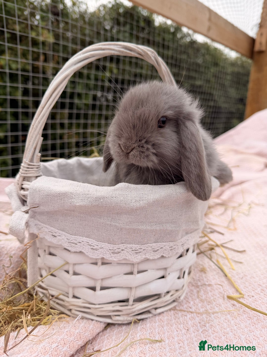 Mini Lop rabbits for sale: Pure mini lops, otters, grey, blue - Advert 9