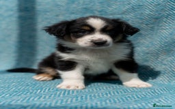 Miniature American Shepherd dogs for sale: Purebred Miniature American Shepherd Pups For Sale - Image 13