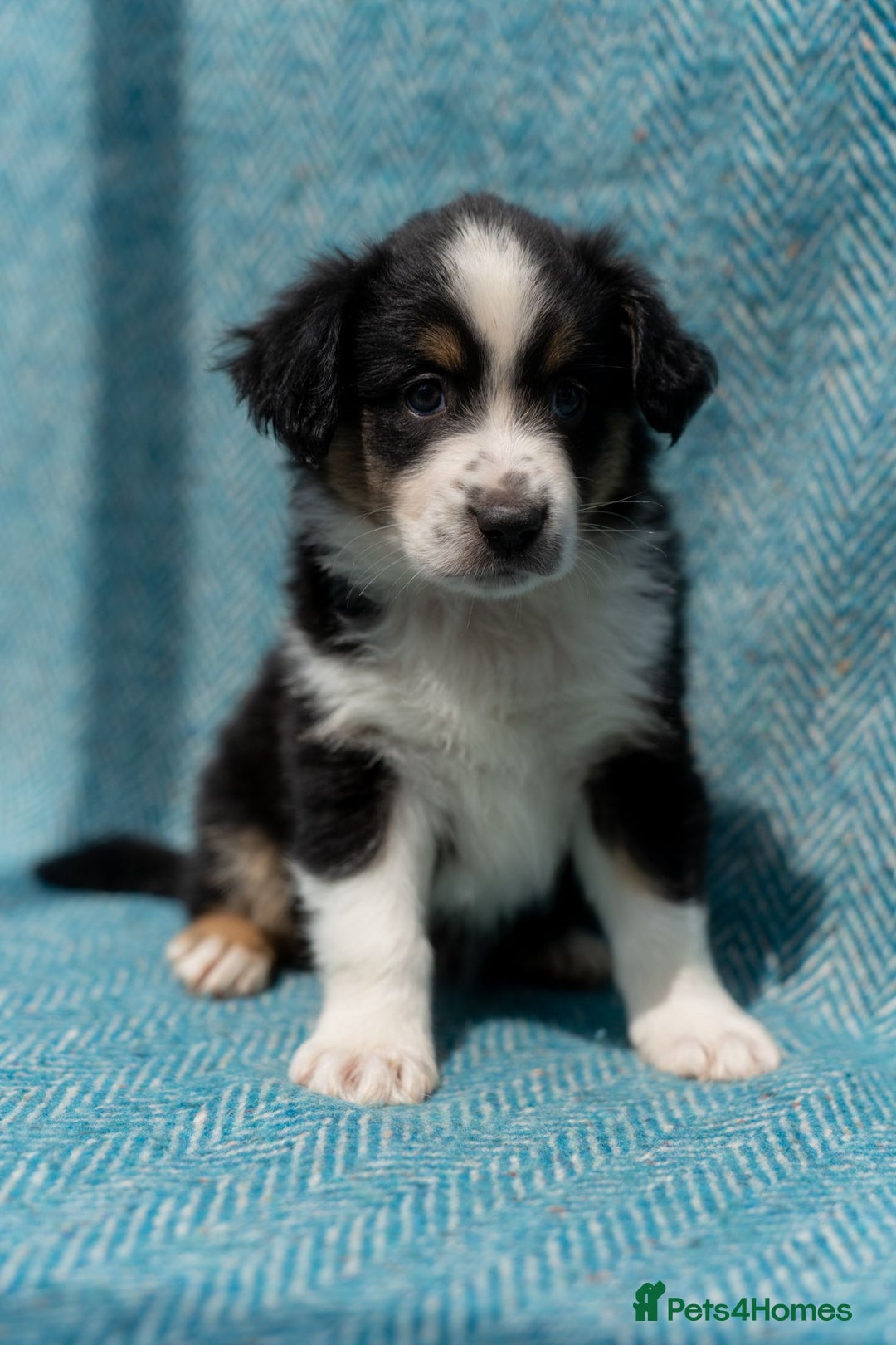 Miniature American Shepherd dogs for sale: Purebred Miniature American Shepherd Pups For Sale - Image 13
