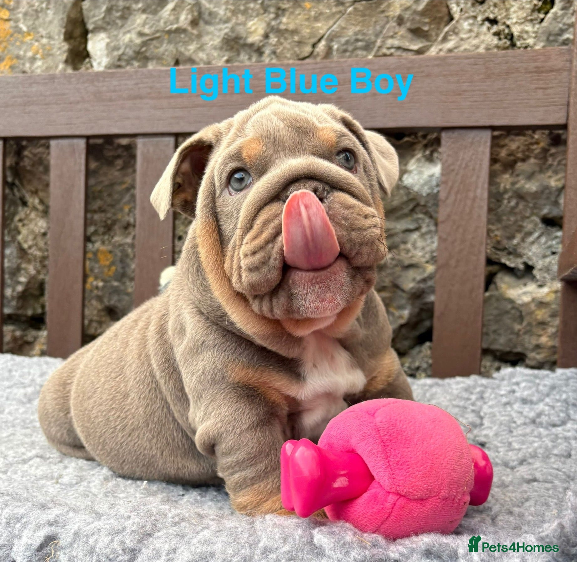 English Bulldog dogs Ready Today.. 1 boy 1 girl left ❤️💙 - Advert 3