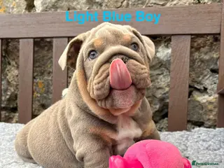 English Bulldog dogs Ready Today.. 1 boy 1 girl left ❤️💙 - Advert 3