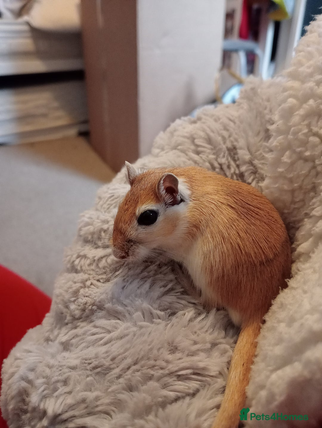 Gerbil rodents for sale: 3 male gerbils  - Advert 3