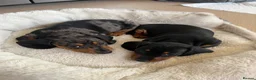Miniature Dachshund dogs for sale: Beautiful KC registered puppies.  - Advert 5
