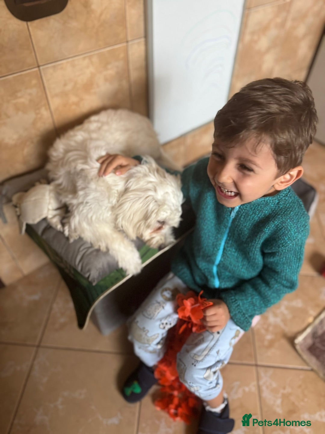 Bichon Frise dogs for adoption: Meet PACO - a Lovely little boy, for a Loving Home - Image 13