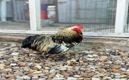 Chickens poultry for sale: Stunning Columbian Pekin Bantam Cockerel - Image 4