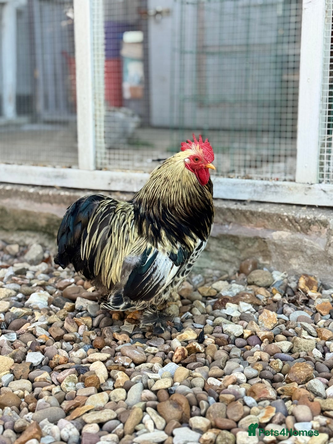 Chickens poultry for sale: Stunning Columbian Pekin Bantam Cockerel - Image 4