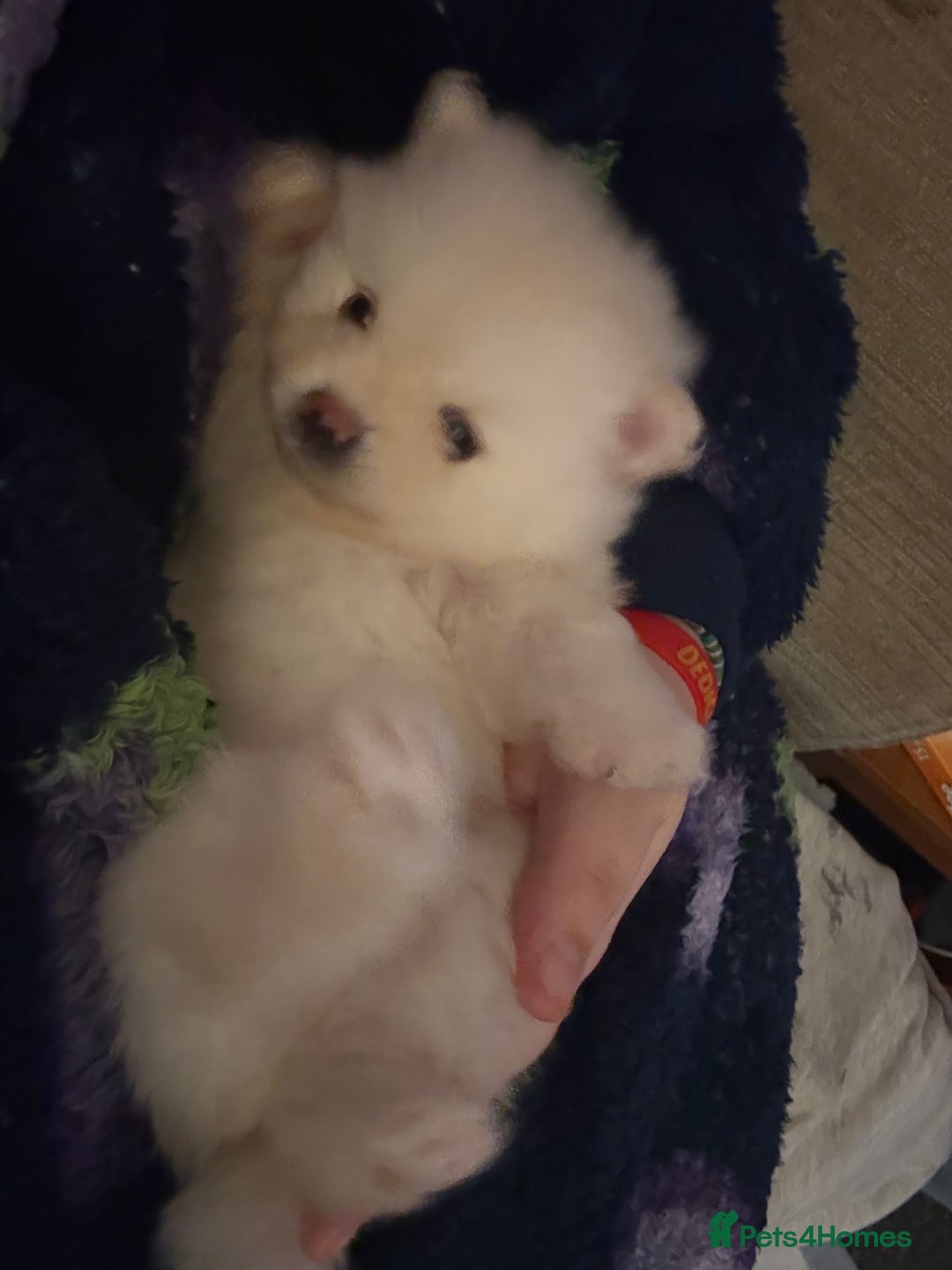 Pomeranian dogs for sale: 1 male 1 female  - Advert 6