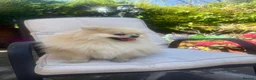 Pomeranian dogs for sale: Female Pomeranian  - Advert 2