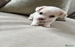 Chorkie dogs for sale: Beautiful chorkie boy.  - Image 8