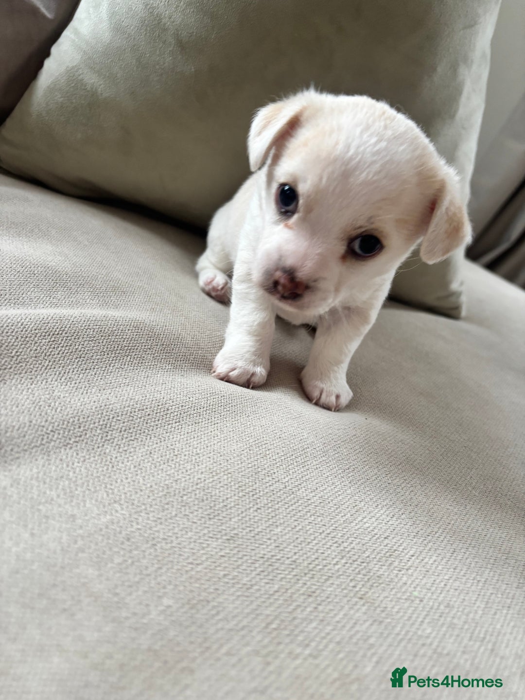 Chorkie dogs for sale: Beautiful chorkie boy.  - Image 8