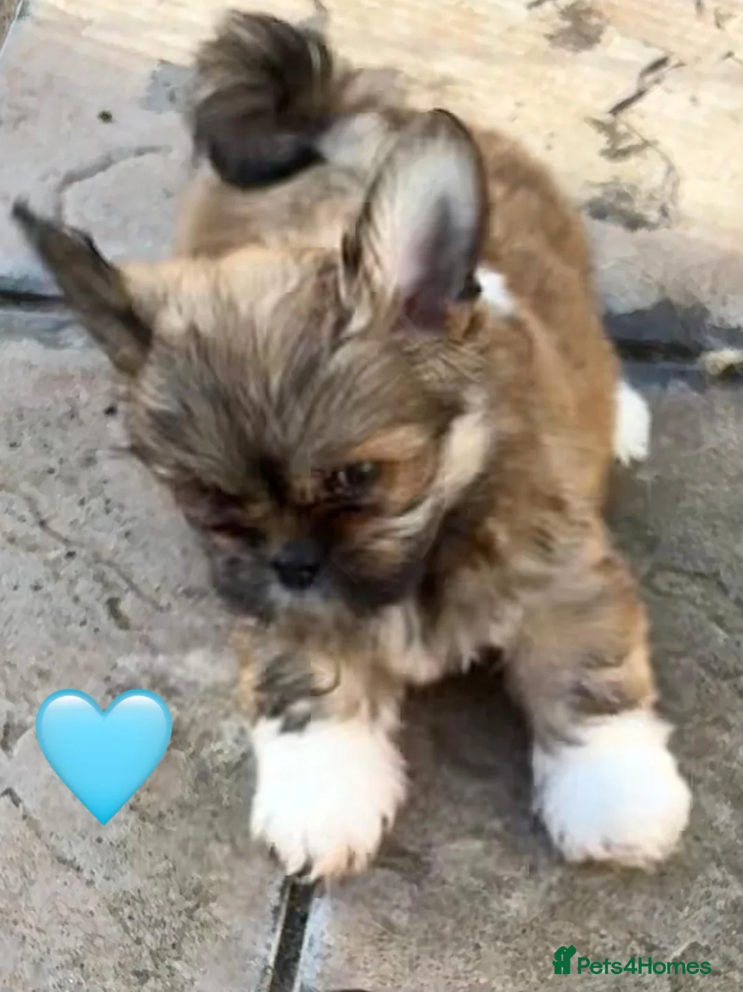 Lhasa Apso dogs for sale: Seven Beautiful RKC reg. Pups GPRA Clear in Wisbech - Advert 22