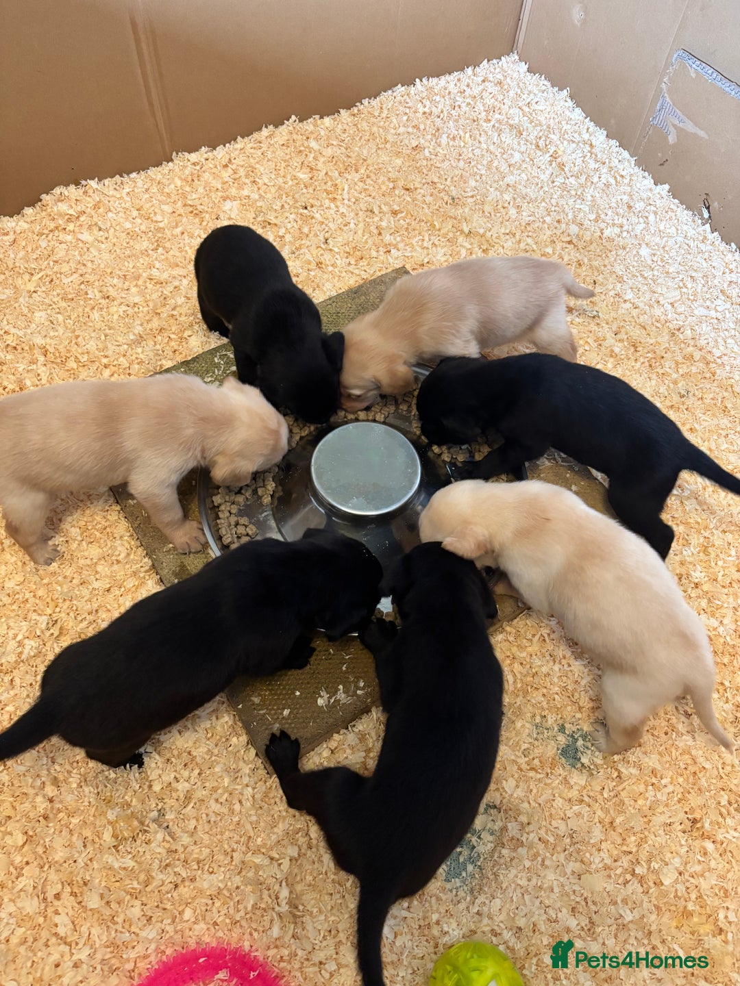 Labrador Retriever dogs for sale: 🐾 Labrador Retriever Puppies for Sale 🐾 - Image 12