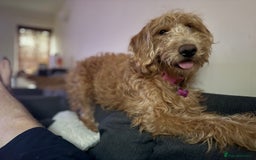 Labradoodle dogs for sale: 1 year old labradoodle needs new home - Image 5