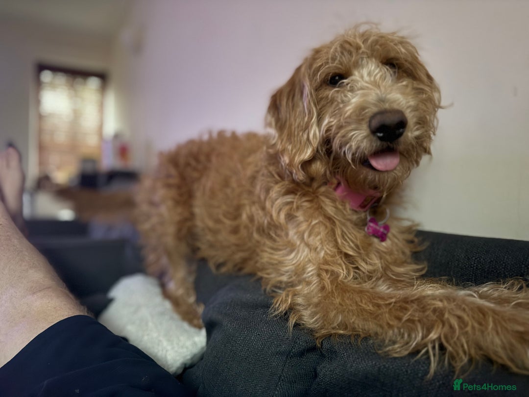 Labradoodle dogs for sale: 1 year old labradoodle needs new home - Image 5