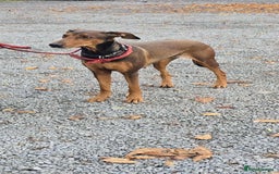 Mixed Breed dogs for adoption: BEAUTIFUL BONNIE  - Image 14