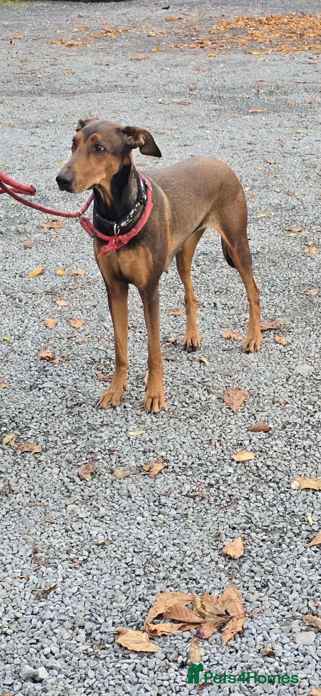 Mixed Breed dogs for adoption: BEAUTIFUL BONNIE  - Image 14
