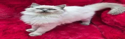 Ragdoll cats for sale: GCCF Registered Ragdoll Kittens  - Advert 7
