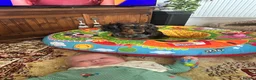 Mixed Breed dogs for sale: Dachshund x spaniel puppy 6 months  - Advert 2