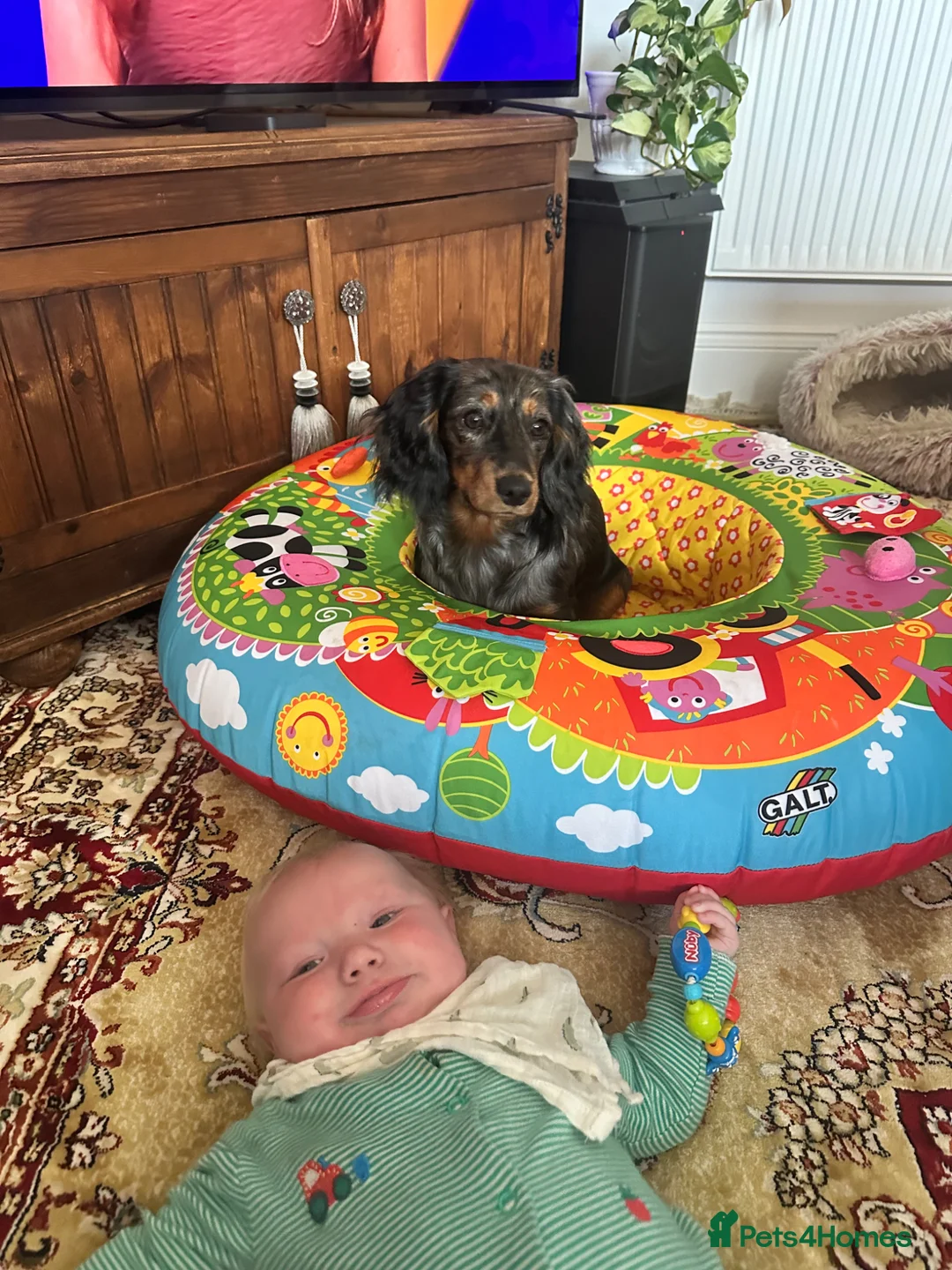 Mixed Breed dogs for sale: Dachshund x spaniel puppy 6 months  - Advert 2