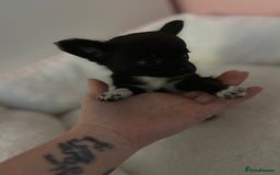 Chihuahua dogs for sale: Chihuahua Puppy - Image 2