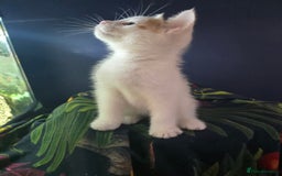 Mixed Breed cats for sale: SweetPlayfulKitten–Socialised with Dog 😻 - Image 1