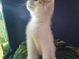 Mixed Breed cats - Advert 9