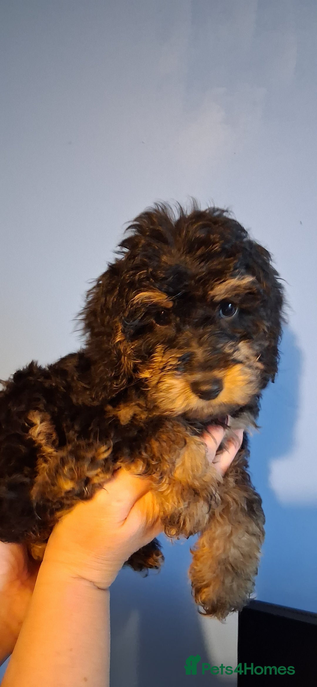 Cockapoo dogs for sale: Miniature heath tested cockapoos - Image 14