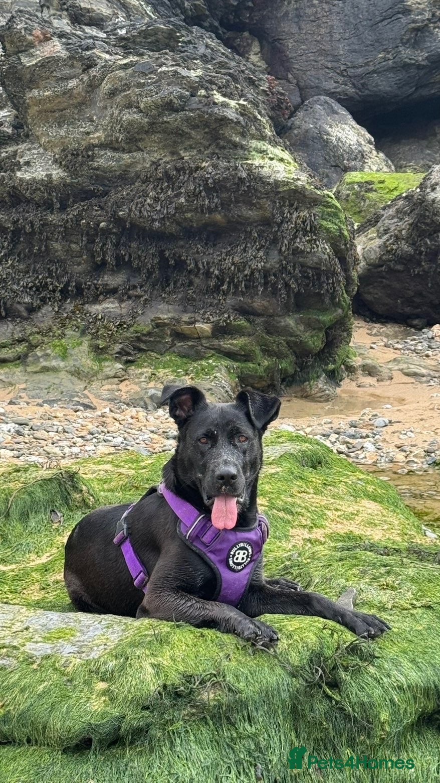 Mixed Breed dogs Beautiful girl looking for her forever home - Advert 4