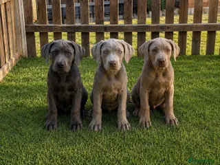 Cane Corso dogs Cane corso pups fully vaccinated - Advert 17